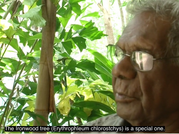 Bush Medicine – Kardungkun 2