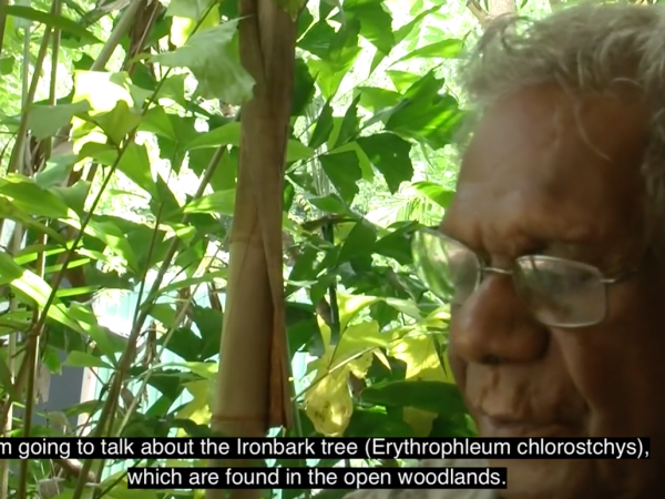 Bush Medicine – Kardungkun 1
