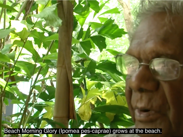 Bush Medicine  – Kanburradjadj