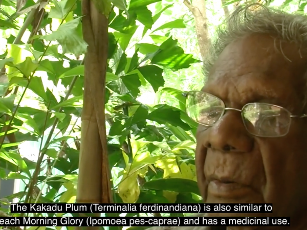 Bush Medicine  – Kurnbe